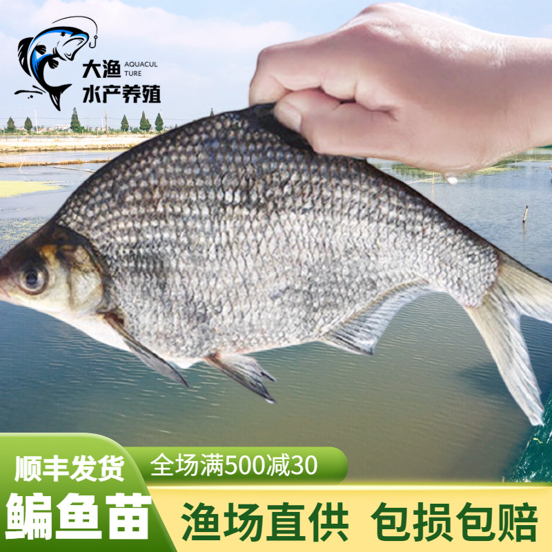 鳊鱼苗武昌鱼三角鲂柳叶鳊长身鳊鱼鲂边团头活体养殖食用淡水鱼苗