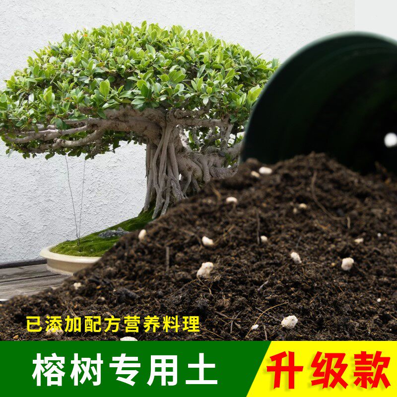榕树专用土家用盆栽土肥料泥土榕树营养土大树专用绿植养花种植土