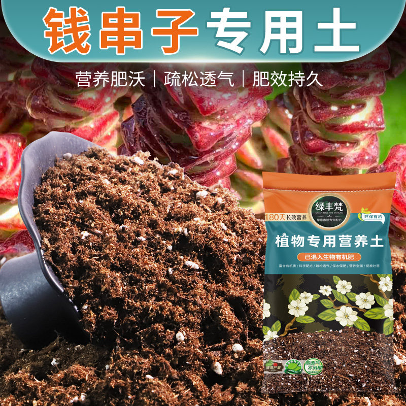 钱串子专用植料体验款原料考究适配移栽环境开袋即用新叶嫩润