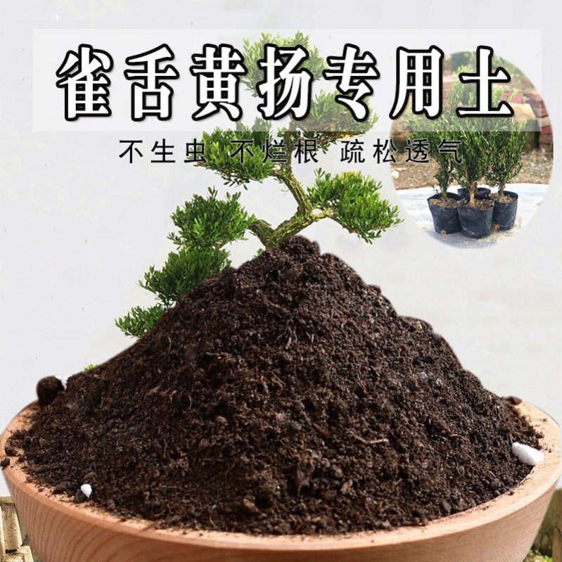 雀舌黄杨专用土珍珠黄杨土盆栽盆景土酸性沙质土壤绿植种植土肥料