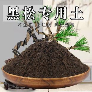 黑松专用土黑松土盆景盆栽土营养土通用种花养花泥土壤种植土肥料