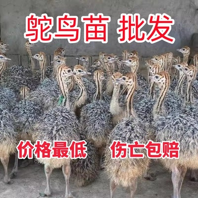 鸵鸟幼苗活体一对非洲鸵鸟成年