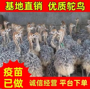 鸵鸟活苗公母一对非洲鸵鸟苗幼崽活体宠物澳洲鸸鹋宠物小鸵鸟幼苗