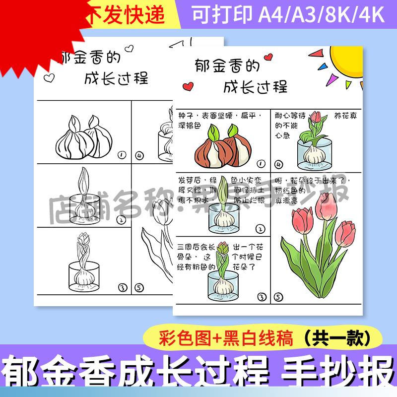 郁金香生长过程手抄报电子版植物花朵成长观察自然笔记录线稿竖版