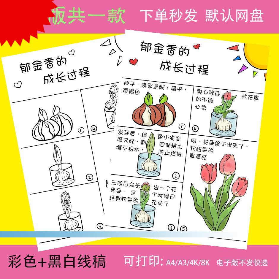 郁金香成长过程手抄报模板电子版植物花朵生长观察自然笔记录小报