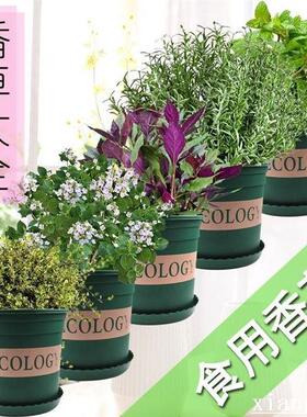 herbs, mint, rosemary, thyme, spices, plant seedlings, basi