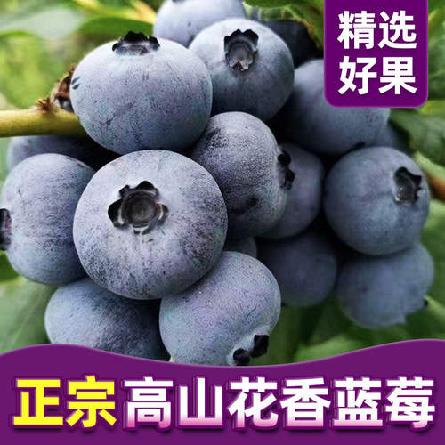 【5A品质】正宗云南花香蓝莓8盒