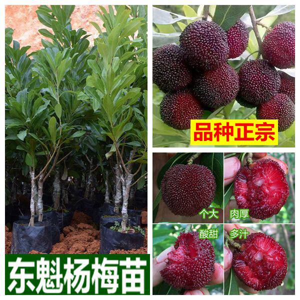 杨梅树苗南北方种植东魁黑炭杨梅果树苗大全带土带叶正宗嫁接苗