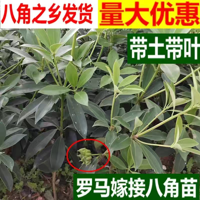 八角苗嫁接苗正品古龙八角树苗矮化高产茴香苗大红罗马东荣种广西