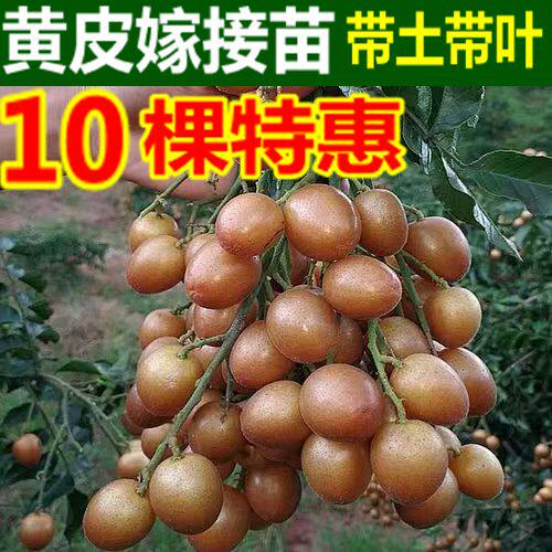 黄皮树苗嫁接贵妃鸡心无核