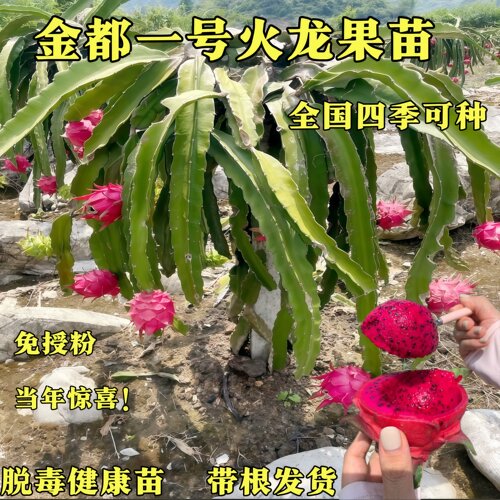 金都一号火龙果苗当年结果带根