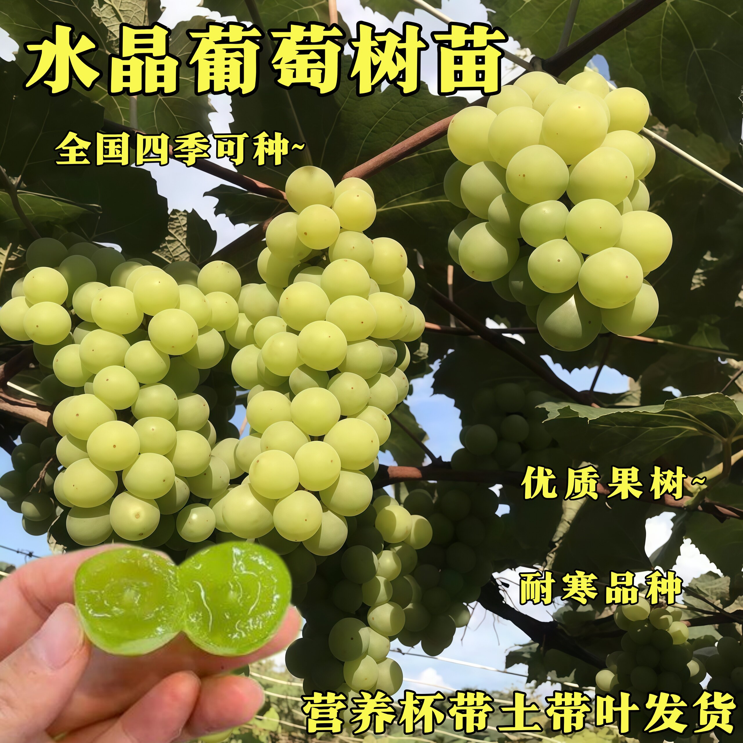 水晶葡萄树苗耐寒优质带土盆栽
