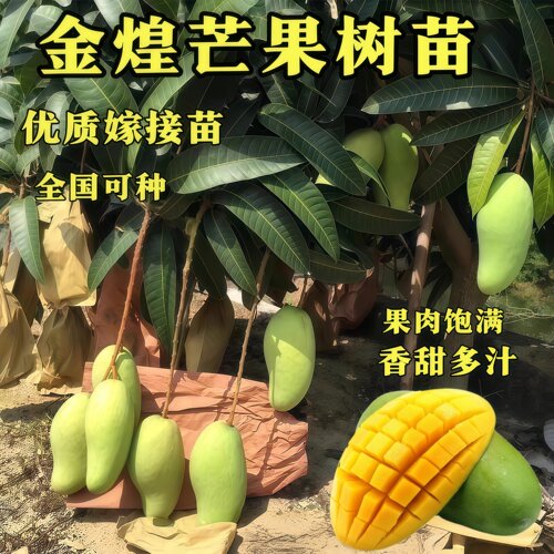 金煌芒果嫁接苗香甜多汁易结果