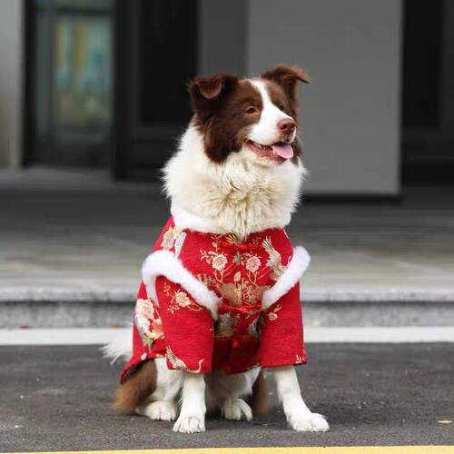 狗狗过年衣服中大型犬金毛边牧加厚保暖棉衣小型犬喜庆拜年唐装