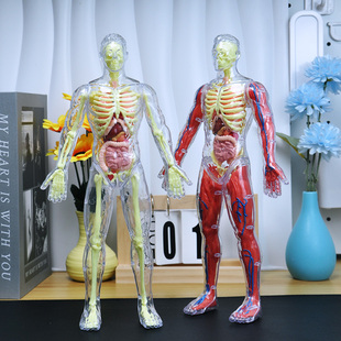 可拆卸人体结构模型器官骨骼身体内脏医学仿真脏器解剖3d教学玩具