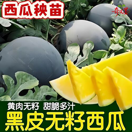 黄瓤西瓜苗秧苗无籽麒麟嫁接西瓜苗秧黄黑皮种子南方水果阳台盆栽