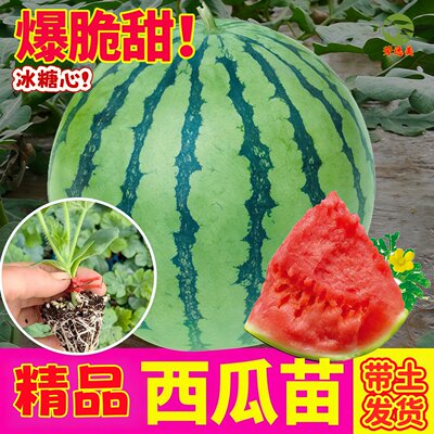 冰糖麒麟西瓜苗秧嫁接8424西瓜种子南方盆栽无籽懒汉水果西瓜秧苗