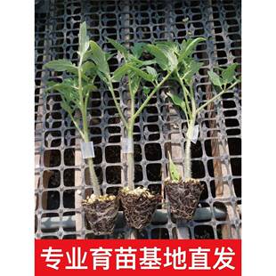 嫁接番茄苗浙樱粉千禧普罗旺斯夏洛特梦想青甜2号黄妃寿光蔬菜秧