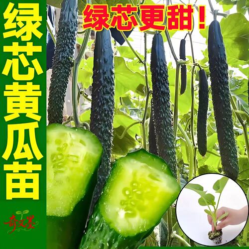 绿皮绿心黄瓜苗老品种带土青皮绿肉黄爪苗盆栽高产特大号黄瓜秧苗