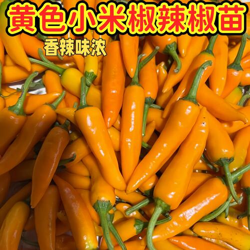 黄色小米椒辣椒苗四季高产特辣朝天椒野山椒苗泡椒黄色辣椒苗