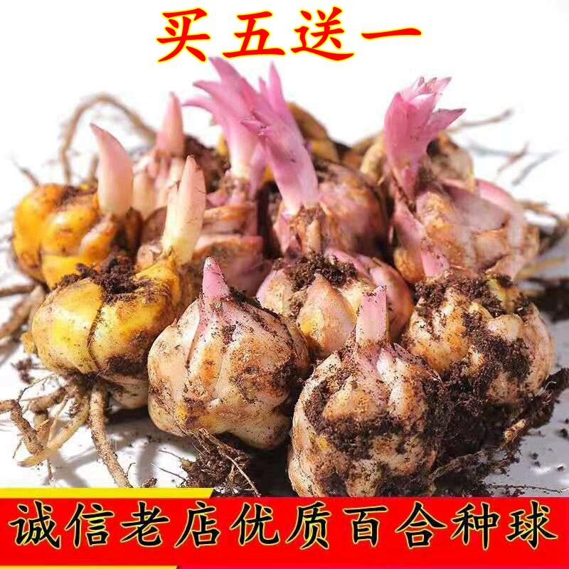重瓣香水百合种球盆栽室内阳台四季开花多年生带芽百合花种子多头 悯农园艺 淘优券