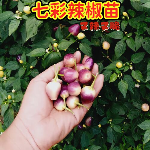 五彩椒七彩椒苗七彩辣椒苗品种好易种植早熟彩椒广西泡椒小开盆栽