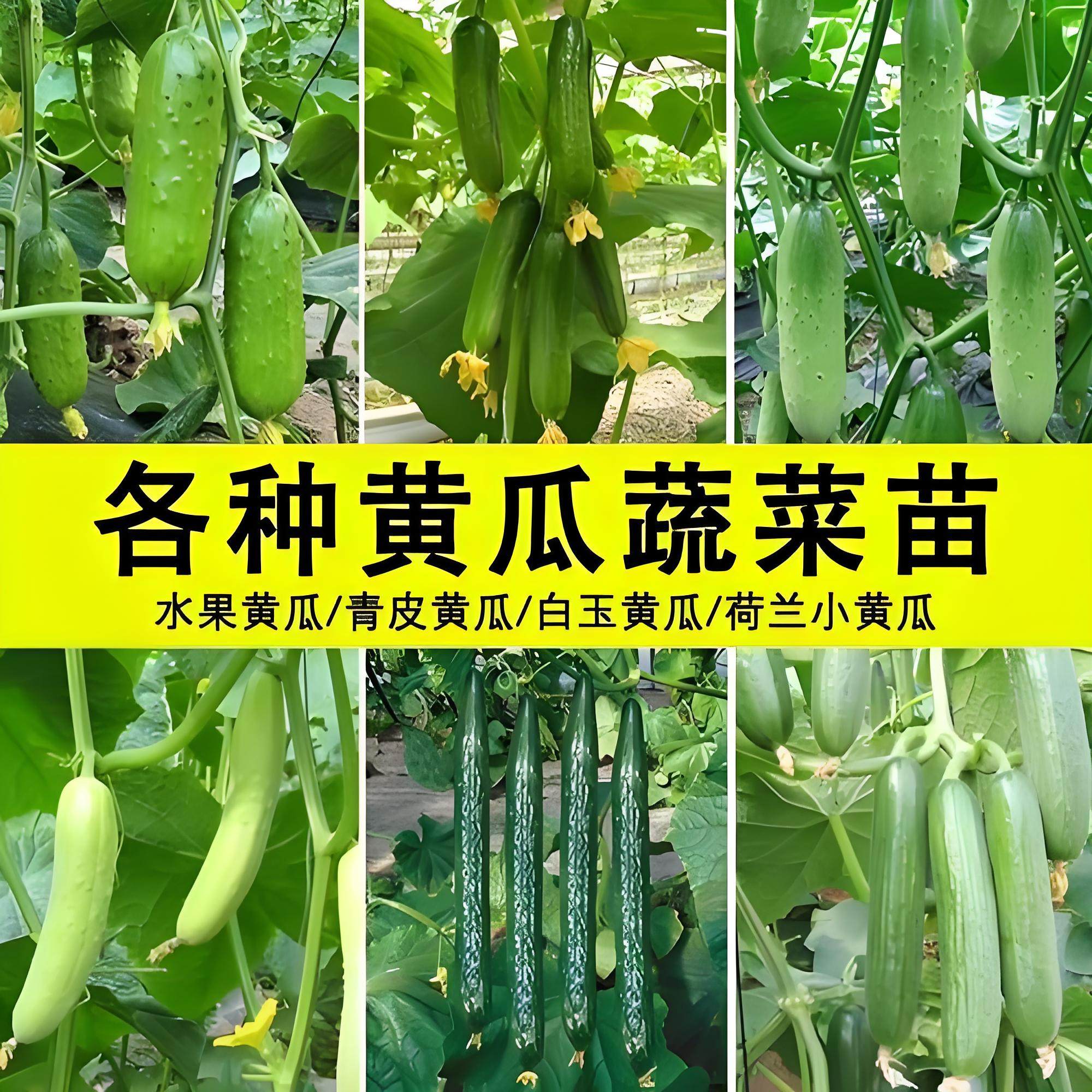 四季黄瓜秧苗带土本地老品种黄瓜苗盆栽白玉女黄爪种子高产满地爬图片