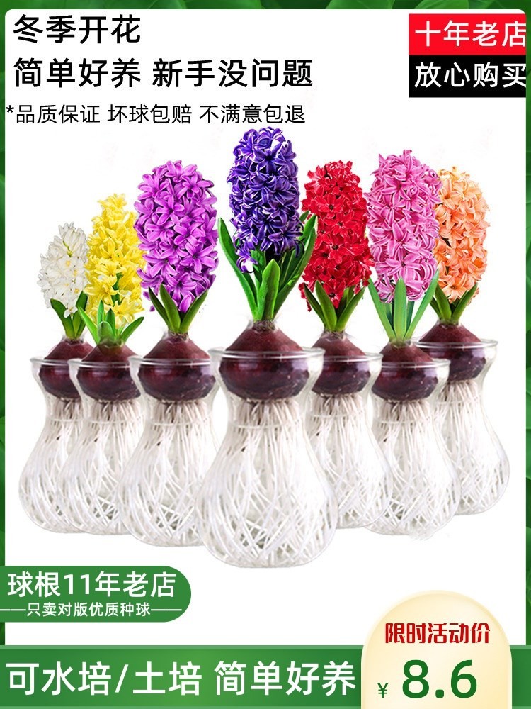 凤信子种球水养风信子水培瓶玻璃花盆土培春节开花盆栽重瓣花球种