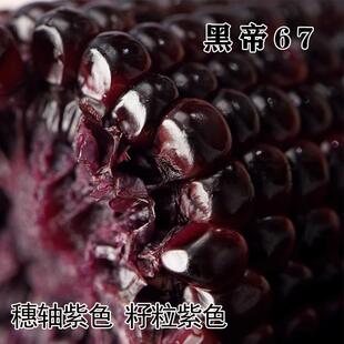 甜糯黑玉米种子黑帝67甜糯玉米种籽富含花青素鲜食黑玉米非转基因