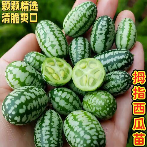 拇指西瓜苗四季高产母指迷你小西瓜苗庭院阳台盆栽水果