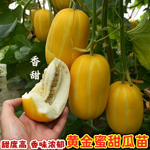 黄金蜜甜瓜秧苗薄皮黄皮瓜黄金香瓜春夏秋季阳台室外大棚蔬菜秧苗