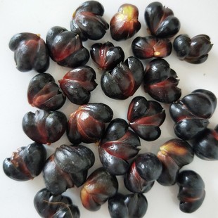 淮安特产百合种子百合种籽可食用种球可种植百合花种苗新鲜可以吃