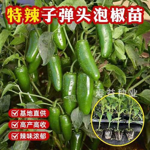 子弹头辣椒苗港椒苗秧苗带土四季阳台盆栽樟树港特辣小米辣泡椒苗