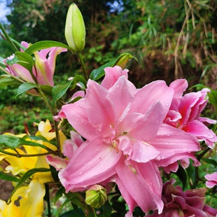 开花好养易活室内花卉香水百合花鲜花盆栽百合花种子 百合种球四季