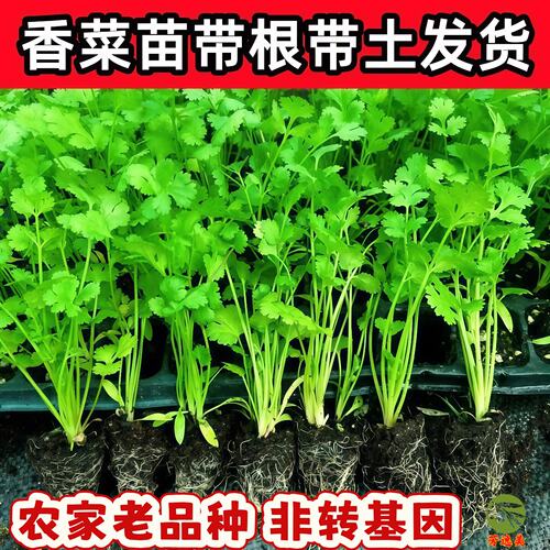 香菜苗带土秧苗带根山东老品种四季秋冬耐寒大叶蔬菜盆栽菜苗根苗