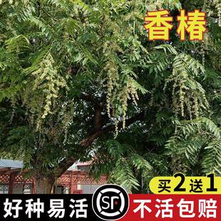 香椿籽种子种四季红油香椿树苗芽苗菜香春芽种孑水培种植香椿树种
