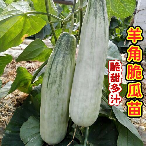 羊角脆瓜甜瓜秧苗四季播田园阳台盆栽薄皮甜羊角脆羊角蜜香瓜种苗