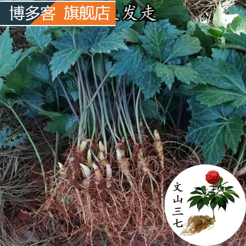 三七苗1年种苗云南文山  三七参田七苗整株发货包邮