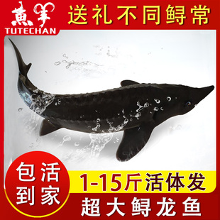 送礼佳品中华大鲟鱼鲜活鲟龙鱼活鱼生鲜活体食用淡水无骨鱼鲟鳇鱼