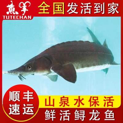 大鲟龙鱼全国活鱼顺丰到家
