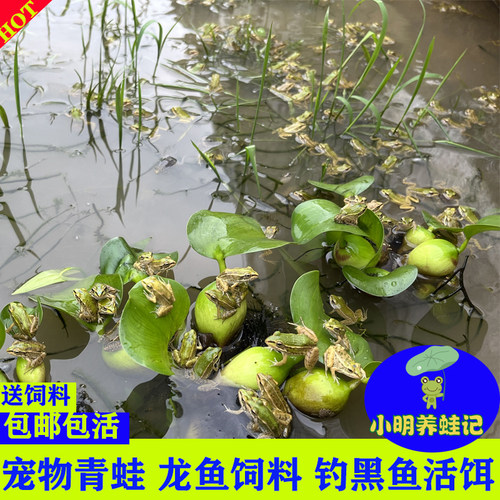 青蛙宠物青蛙蝌蚪活体