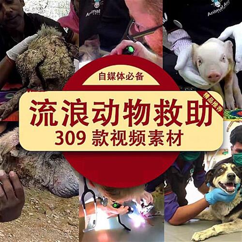 救助流浪动物拯救治疗受伤流L浪狗猫咪宠物中视.频计划解说视.频
