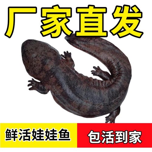 娃娃鱼鲜活食用娃娃鱼大鲵水产海鲜滋补美食材活鱼送礼月子餐汤