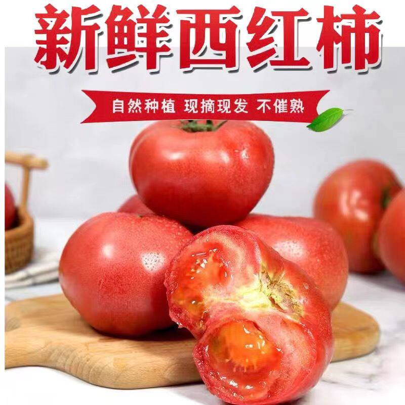 现摘新鲜西红柿大番茄自然熟水果西红柿农家蔬菜大番茄生吃包邮