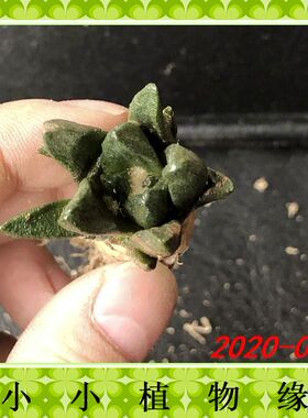㈠T11-1龙角牡丹 籽播实生仙人球 绿色花卉多肉 小小植物缘 3CM
