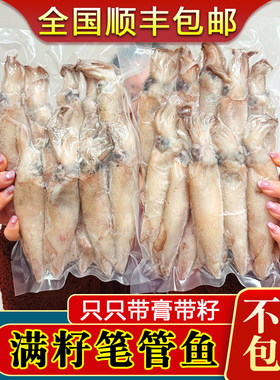 大连渤海湾带籽率超高笔管鱼海兔