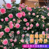 1 метр 6 розовые цветочные цветы скалолаза