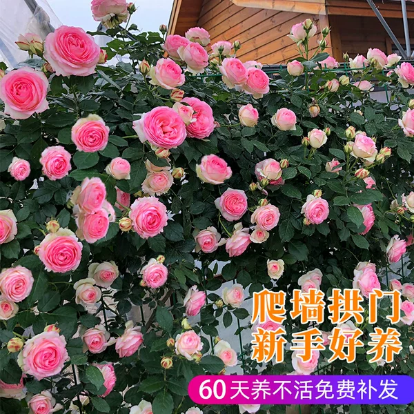 Товары от 伟华商贸1