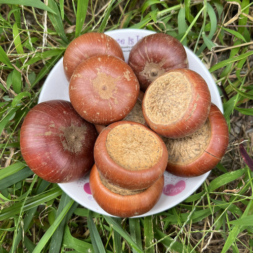 山马蹄子500克包邮马蹄石干果补肾果天竺粒菩提子莲花座风流果