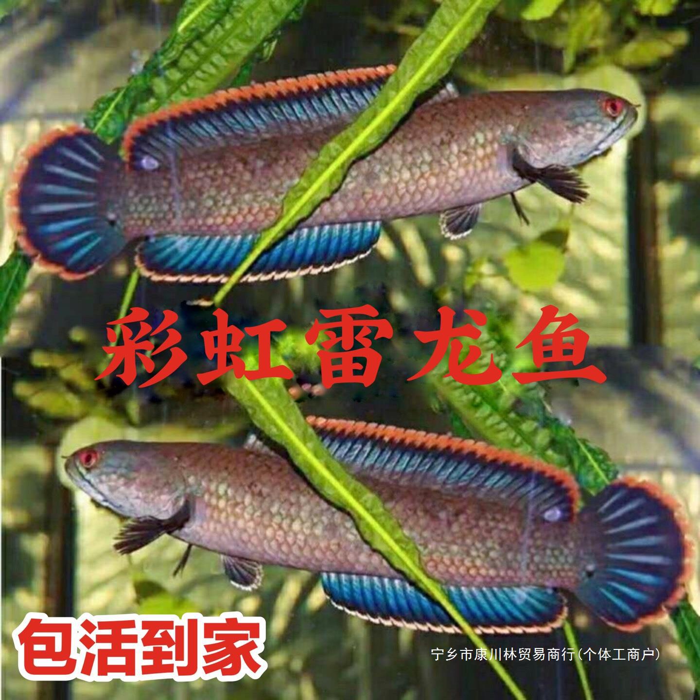 雷龙观赏鱼冷水鱼肉食凶猛鱼七彩雷龙淡水鱼七星鱼大型